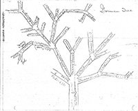 first tree